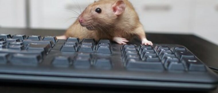 mouse on keyboard